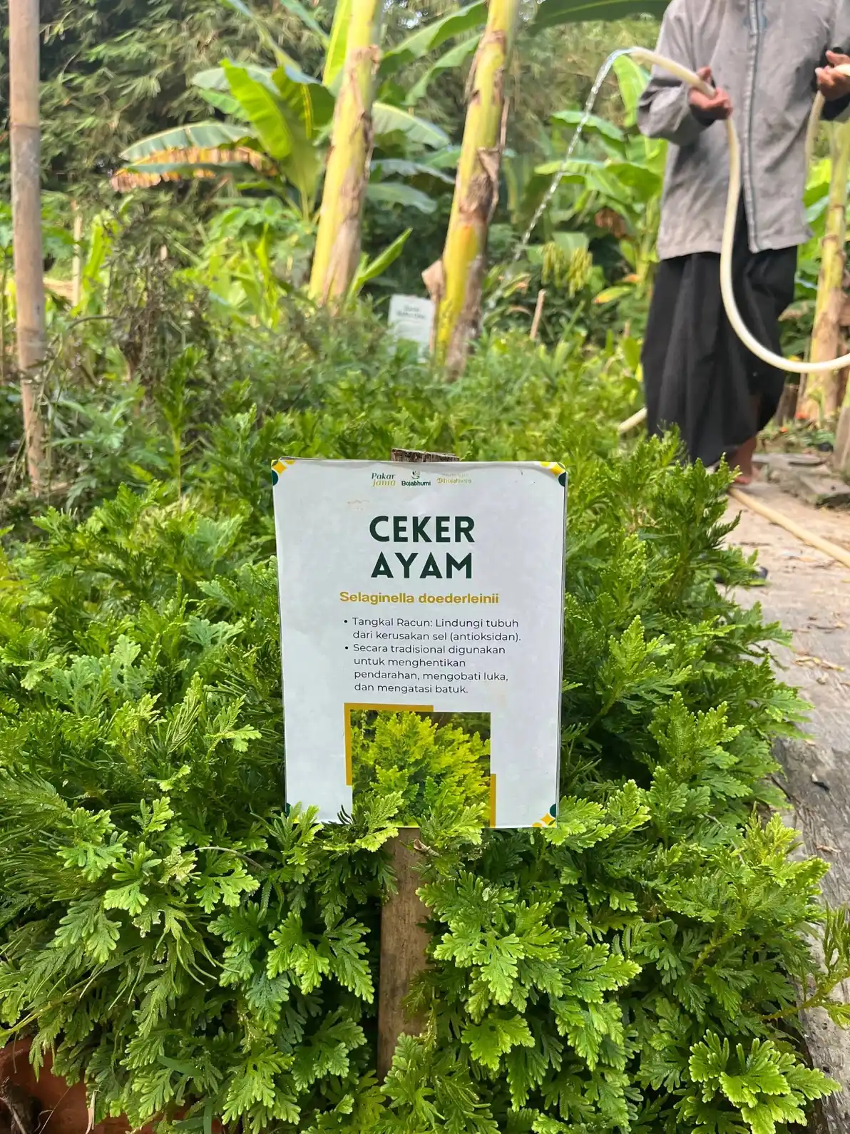 Kencur sebagai bahan herbal aromatik Boja Factory